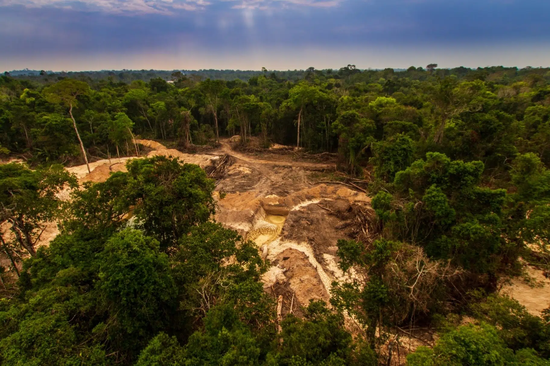 revegetation of mined area